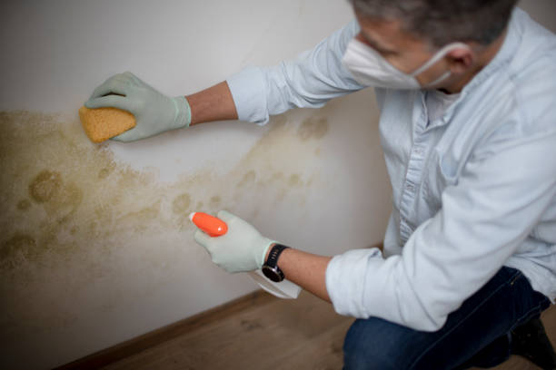 Certified Mold Removal in Norton, OH