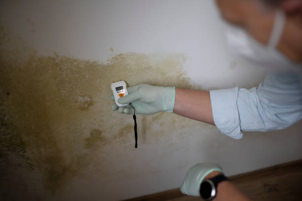 Best Toxic Mold Removal  in Norton, OH