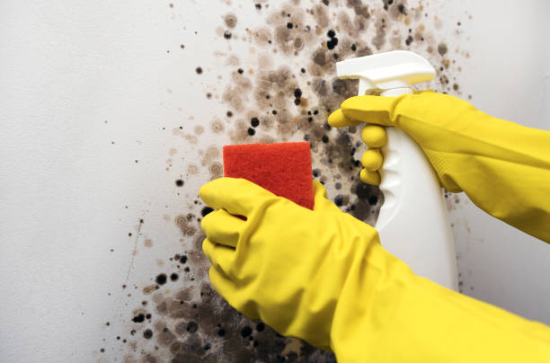 Best Mold Removal Specialists  in Norton, OH