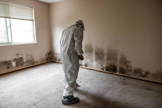 Best Commercial Mold Removal  in Norton, OH