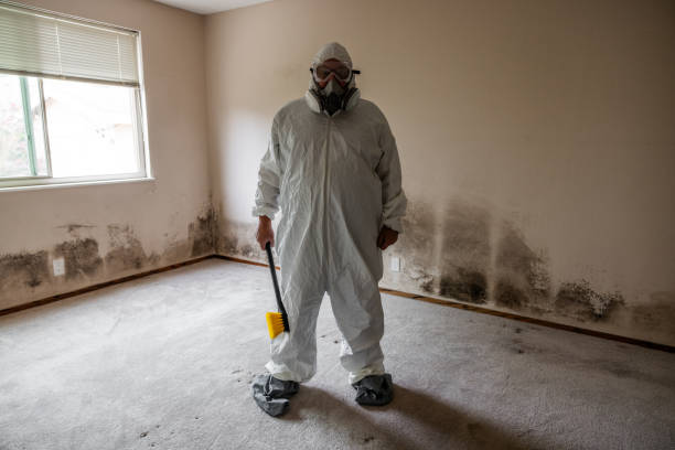 Best Affordable Mold Removal  in Norton, OH