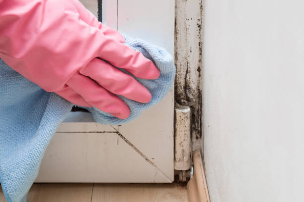 Best Certified Mold Removal  in Norton, OH