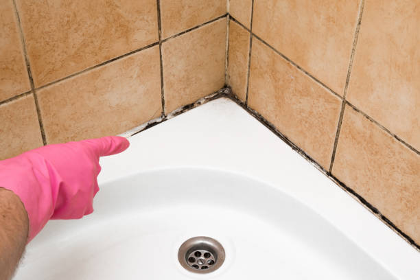 Best Residential Mold Removal  in Norton, OH